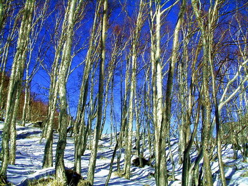 �ӱ߰�ͼ��Ӫ�����ֳ�