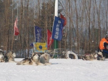 ������������ѩ��