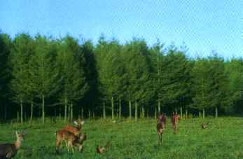 �׸ڷ��ɽ���Ʒ廬ѩ���Գ�