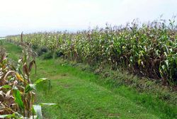 ������ɲ�ԭ����