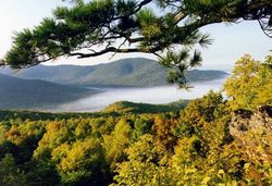 ����Ͽ����ɭ�ֹ�԰