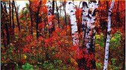 ������ɽ�羰������