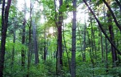 �ϸ���Ϫˮ����ɭ�ֹ�԰