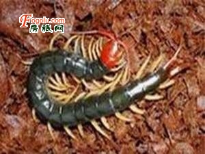  �¸�����·��ֳ���Ы��