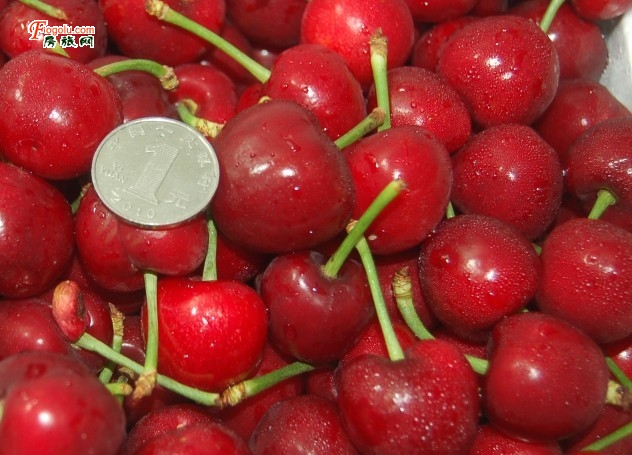  ������֦԰ ��ɽ��֦԰ ��֦�Ź� ��֦��ժ