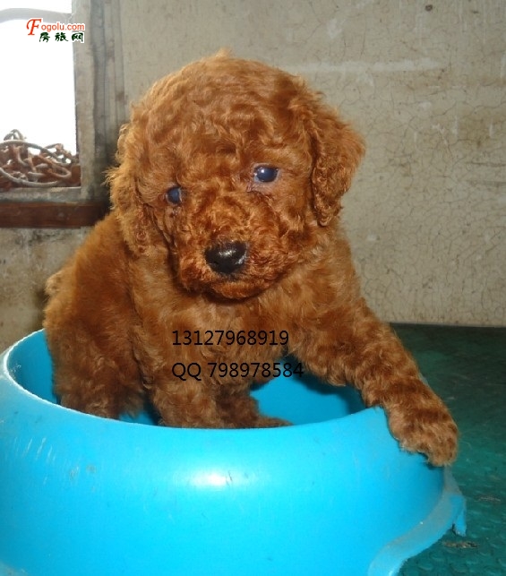  ����������ʦ��Ȯ