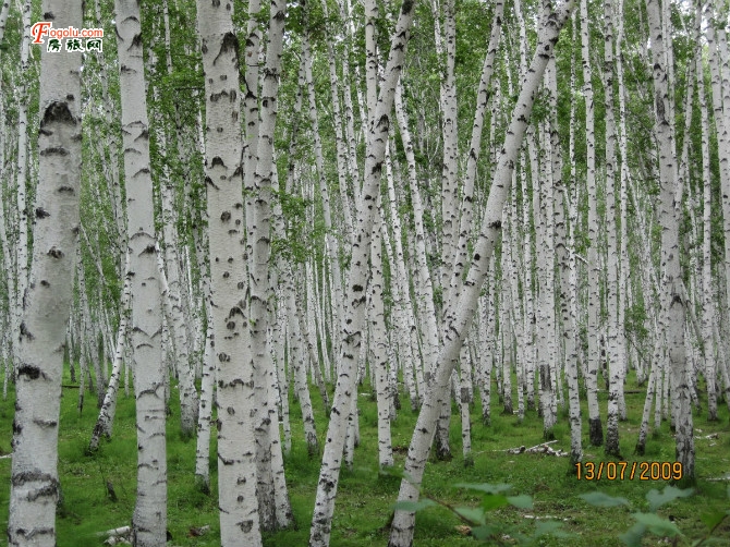  ������ɹ���