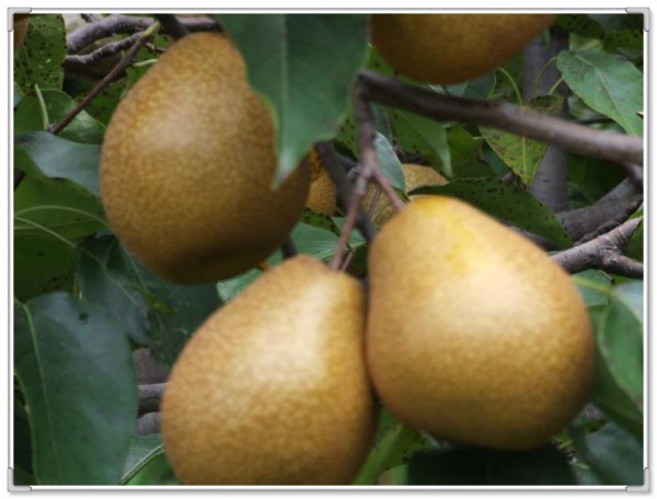 ����ѩ��