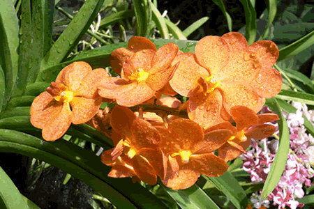 �¼��º�����