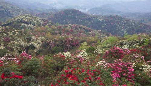 ̨��Ұ���ž�