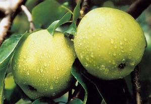 ����ѩ��