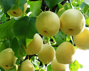 ����ѩ����