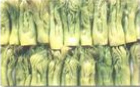  ����Ұ������ѿ 