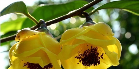 �����𻨲�