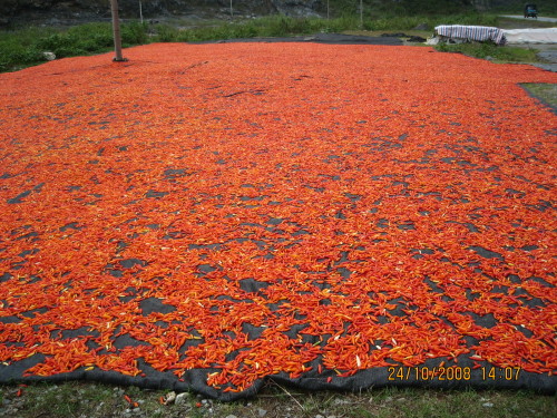 ȫ����Ӧ�������ָ�콷.