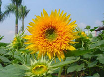 ��خ�����԰