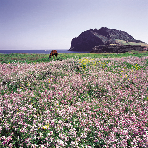 ��ɽ�ճ���
