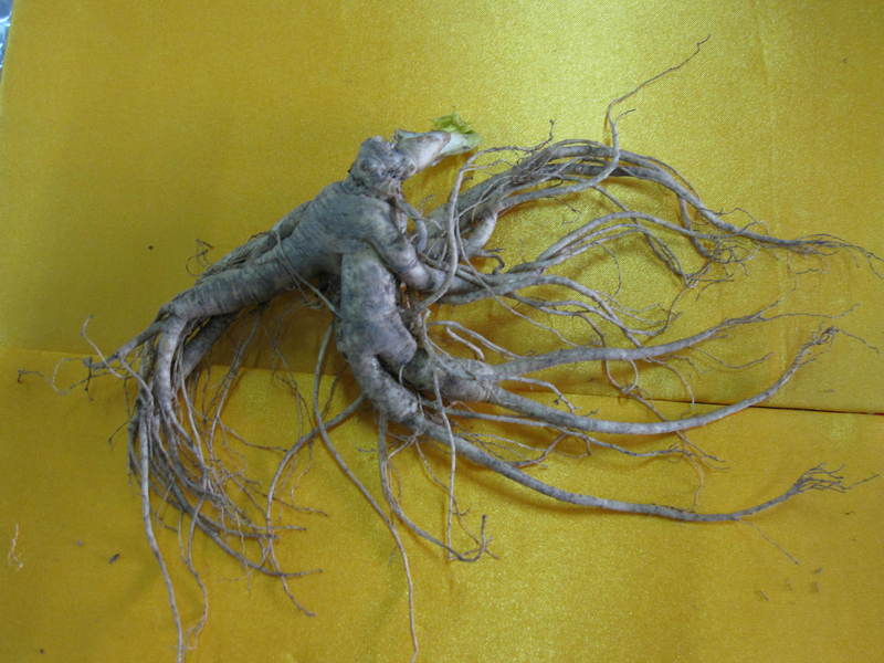 �����˲�