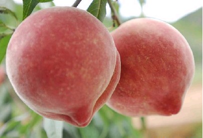 ����ѩ��