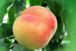 ��ɽˮ����