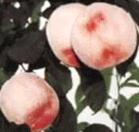 �Ϻ�ˮ����