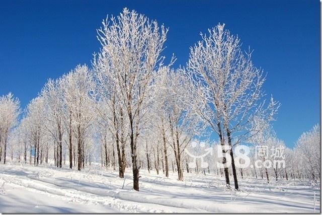  2010�й�ѩ��ͽ����Խס��