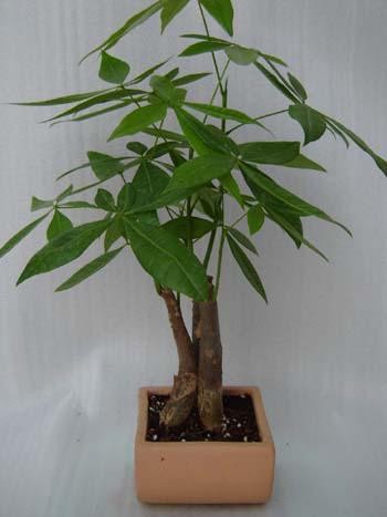 ������ֲ���ʻ������ܡ���ֲ��ڡ��ʻ���Ʒ��ˮ�໨��