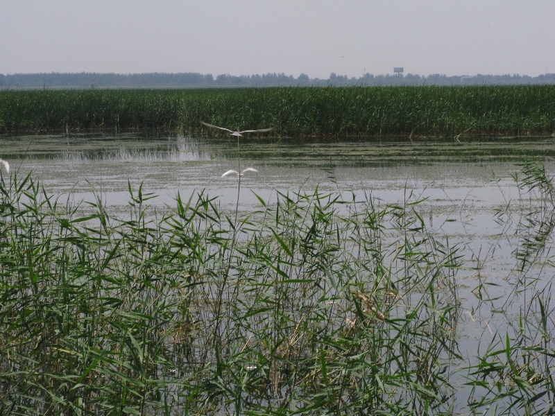 ��ƽ��⾰��